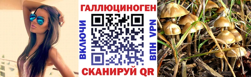 Купить где  Микунь  Галлюциногенные грибы Psilocybe 